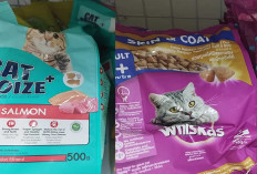 Cukup Modal 5000 Aja Kamu Udah Bisa Beli Makanan Sehat Buat Kucing Kesayanganmu, Gimana Kualitasnya?