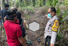 Paidi Ditemukan Tewas di Kebun Sawit, Kondisinya Mengenaskan, Ini Penyebabnya