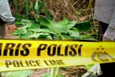 Heboh! Penemuan Mayat Tanpa Busana Dengan Kondisi Membusuk di Kebun Kakao Pringsewu Lampung