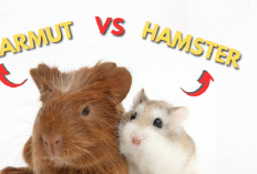 Marmut dan Hamster Apakah Sama? Ternyata Begini 7 Tips Mudah Untuk Membedakannya, Apa Aja?