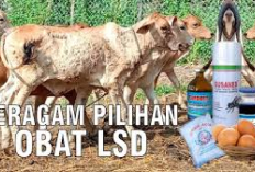 Rekomendasi 5 Obat untuk Sapi Sakit LSD, No 1 Paling Penting Kenapa? Berikut Penjelasannya Cekidot!