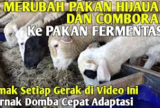 Cara Ampuh Merubah Pakan Ternak Domba dari Hijauan dan Comboran ke Fermentasi Odot, Berikut Tipsnya