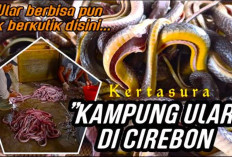 Berlokasi di Cirebon, Ternyata Ada Lho 'Kampung Ular Kertasura', Berikut Fakta dan Pesona Uniknya!