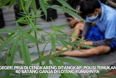 Geger! Pria di Cengkareng Ditangkap, Polisi Temukan 40 Batang Ganja di Loteng Rumahnya