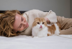 Baru Adopsi Kucing? Ini 6 Cara Untuk Mendekatkan Hubunganmu Dengan Hewan Peliharaan, Simak Penjelasannya...
