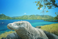 Jangan Datang Kesini Sendirian! 3 Fakta Menarik Tentang Pulau Komodo yang Wajib Kamu Tau, Apa Aja?