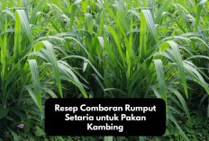 Info Ternak, Resep Comboran Rumput Setaria untuk Pakan Kambing yang Simple dan Lezat, Cek Disini Racikannya!