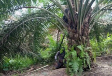 Mayat Kaki Tertekuk Leher Terjerat Tali di Pelepah Sawit, Korban Pembunuhan?