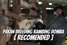 Info Ternak, 5 Rekomendasi Pakan untuk Breeding Kambing dan Domba, Peternak Wajib Tau! Cek Selengkapnya Disini