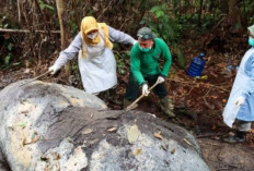 Kasus Gajah Sumatera Mati Tanpa Kepala, Kemenhut Panggil PT RAPP untuk Klarifikasi! 