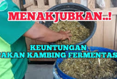 Auto Cuan! 5 Keuntungan dan Manfaat Pakan Fermentasi untuk Kambing, Solusi Inovatif Dalam Dunia Peternakan