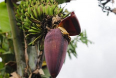 Ibu-ibu Wajib Simak Nih! Benarkah Jantung Pisang Dapat Memperbanyak Asi? Begini Ternyata Faktanya...