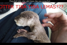 Owner Tau Gak? Penyebab Baby Otter Sakit Lemes dan Cara Mengobatinya 100 Persen Sembuh, Cekidot!