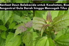 6 Manfaat Daun Balakacida untuk Kesehatan, Bisa Mengontrol Gula Darah hingga Mencegah Tifus