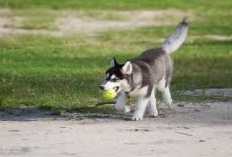 Awas Jangan Salah! Berikut Ciri-Ciri Anjing Siberian Husky, Owner Wajib Simak Sebelum Adopsi...