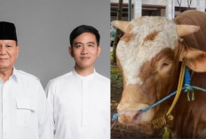 Prabowo & Gibran Serahkan Sapi Kurban Jumbo di Istiqlal, Beratnya Bikin Takjub!