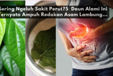 Sering Ngeluh Sakit Perut? 5 Daun Alami Ini Ternyata Ampuh Redakan Asam Lambung...