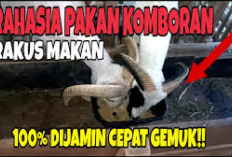 Kamu Harus Tau! Cara Membuat Comboran untuk Pakan Kambing dan Domba yang Bernutrisi Tinggi, Yuk Cobain