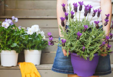  5 Tanaman Pengusir Nyamuk yang Cantik dan Mudah Dirawat di Rumah, Estetik dan Harum Alami