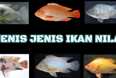 Yuk Mengenal Jenis-jenis Ikan Nila dan Karakteristiknya Sebelum Memulai Usaha Budidaya, Gimana Caranya?