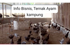 Info Bisnis, Cara Memulai Usaha Ternak Ayam Kampung Skala Rumahan yang Menguntungkan, Berikut Tipsnya!