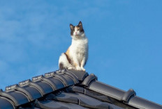 Cat Lover Wajib Tau Nih! Alasan Kenapa Kucing Suka Tidur dan Bermain di Atas Atap Rumah