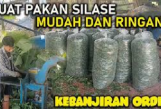 Cara Membuat Pakan Silase Dari Daun Pisang yang Simple dan Lezat untuk Kambing Ternak, Cekidot!