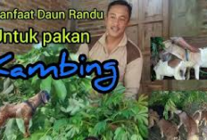 5 Manfaat Daun Randu Sebagai Pakan Kambing, Peternak Wajib Tau! Solusi Alternatif Menekan Biaya Peternakan