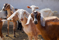 Wajib Tau Sebelum Memulai! Gini Cara Hitung-Hitungan Bisnis Ternak Kambing Modal Minim, Keuntungan Maksimal