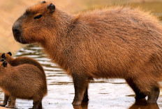 6 Fakta Unik Capybara yang Merupakan Hewan Pengerat Terbesar dan Sering Dijuluki Sebagai Masbro, Kok Bisa?