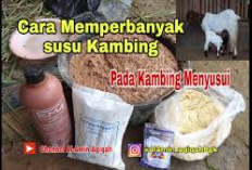 Info Ternak, Ini Resep dan Cara Membuat Comboran untuk Kambing Menyusui, Jamin Air Susu Melimpah!