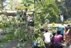 Tragis! Pohon Tumbang di Jalan Lembah UGM Sleman Tewaskan Kakek dan Cucu