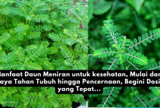 Manfaat Daun Meniran untuk kesehatan, Mulai dari Daya Tahan Tubuh hingga Pencernaan, Begini Dosis yang Tepat..