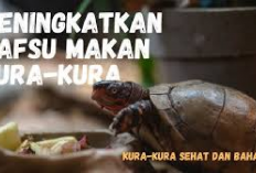 Info Ternak, 5 Tips Jitu Cara Tingkatkan Nafsu Makan Kura-Kura Kesayangan Agar Tetap Sehat dan Aktif, Cekidot