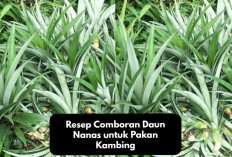 Rekomendasi Resep Comboran Daun Nanas untuk Pakan Kambing yang Bernutrisi Tinggi dan Cepat Bikin Gemuk!