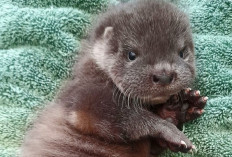 Waspada! 5 Penyakit Berbahaya Bagi Kesehatan Baby Otter, Simak Gejala dan Cara Mengatasinya di Sini...