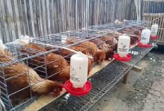 6 Cara untuk Memulai Usaha Ternak Ayam Petelur Skala Kecil di Lahan Sempit, Solusi Inovatif Peternakan Minat?