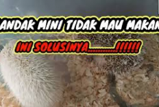 5 Tips Jitu, Cara Mengatasi Landak Mini Tidak Mau Makan, Owner Gak Perlu Khawatir Gini Solusinya! Cekidot