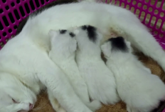 Kenapa Induk Kucing Tidak Mau Menyusui Anaknya yang Baru Lahir? Ternyata ini 4 Penyebabnya, Apa Aja?