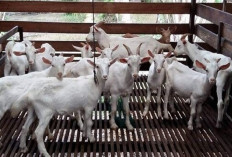 Wajib Tau! Potensi dan Peluang Investasi Budidaya Kambing Perah dengan Modal Minim, Keuntungan Besar, Cekidot