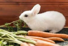 Info Rabbit, Ternyata Bukan Wortel, Ini 5 Makanan Favorit Kelinci yang Harus Kamu Ketahui, Cek Selengkapnya!