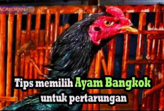 Tips Memilih Ayam Bangkok Jago Bertarung 