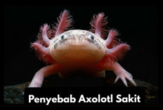 Owner Harus Tau Nih, 5 Penyebab Salamander Axolotl Sakit dan Tips Pencegahannya