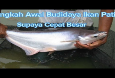 Wajib Tau! Langkah-langkah yang Harus Dilakukan Dalam Pembesaran Ikan Pantin, No 4 Penting Banget