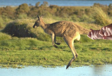 Kamu Harus Tau Nih! 8 Fakta Unik Kanguru Mamalia yang Menjadi Maskot Negara Australia, Apa Aja?