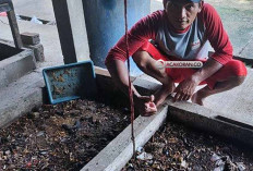 Inovasi Terbaru di Dunia Budidaya Ikan: Pembangunan Rumah Pakan Alami Maggot dan Cacing Sutra, Desa Martajaya