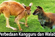 Serupa Tapi Tak Sama! Begini Ternyata Cara Membedakan Kanguru dan Walabi yang Merupakan Hewan Marsupial..