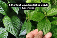 6 Manfaat Daun Keji Beling untuk Kesehatan, Salah Satu Tanaman Herbal yang Memiliki Banyak Khasiat!