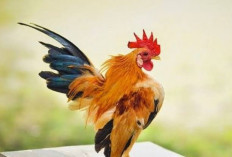 133 Ton Ayam Subsidi Raib di Kuba, 30 Orang Didakwa dan Terancam 20 Tahun Penjara