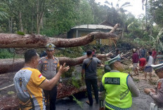 Pohon Tumbang Tutup Jalan, Akses Muara Enim - OKU Sempat Lumpuh Total, Untung Ada Polantas